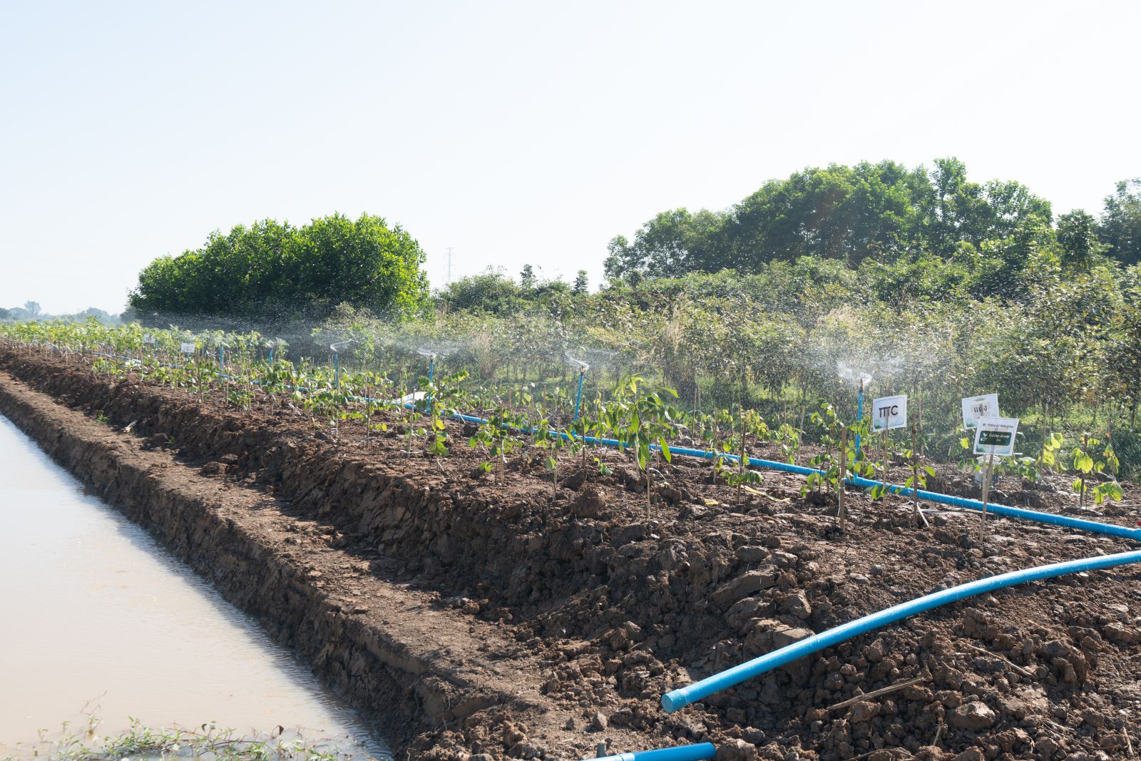 Plantation